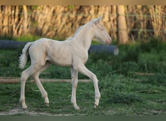 PRE, Stute, , 135 cm, Cremello