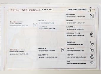 PRE, Stute, Fohlen (06/2025), 137 cm, Perlino