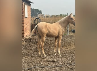 PRE Mix, Stute, Fohlen (01/2025), 150 cm, Palomino