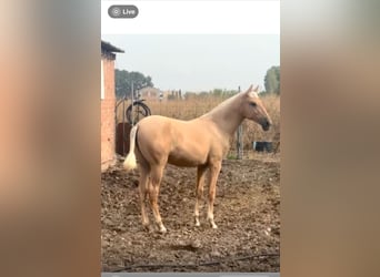 PRE Mix, Stute, Fohlen (01/2025), 150 cm, Palomino