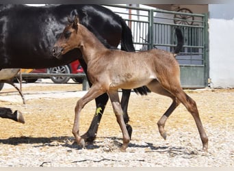 PRE, Stute, Fohlen (04/2026), 158 cm, Rappe