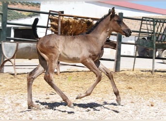 PRE, Stute, Fohlen (04/2026), 158 cm, Rappe