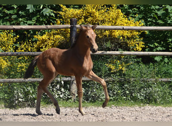PRE, Stute, Fohlen (04/2026), 160 cm, Buckskin