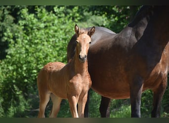 PRE, Stute, Fohlen (04/2026), 160 cm, Buckskin