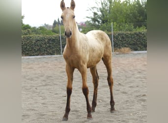 PRE, Stute, Fohlen (01/2026), 160 cm, Buckskin