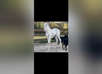 PRE, Stute, Fohlen (04/2026), 160 cm, Cremello