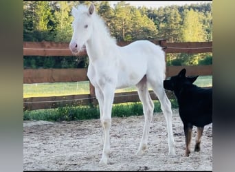 PRE, Stute, Fohlen (04/2026), 160 cm, Cremello