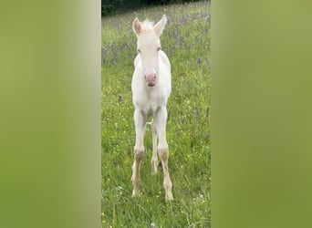 PRE, Stute, Fohlen (04/2026), 160 cm, Cremello