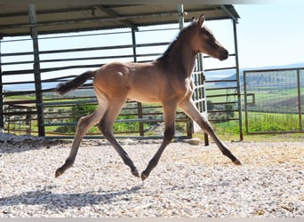 PRE, Stute, Fohlen (03/2026), 160 cm, Falbe