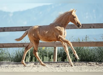PRE, Stute, Fohlen (04/2026), 160 cm, Palomino