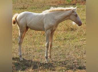 PRE, Stute, Fohlen (05/2026), 160 cm, Perlino