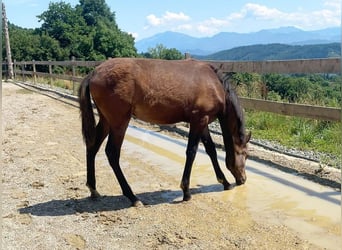 PRE, Stute, , 163 cm, Brauner