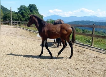 PRE, Stute, , 163 cm, Brauner