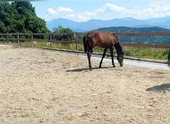 PRE, Stute, , 163 cm, Brauner