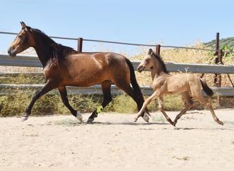 PRE, Stute, Fohlen (05/2026), 163 cm, Falbe
