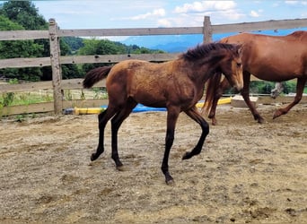 PRE, Stute, , 165 cm, Falbe