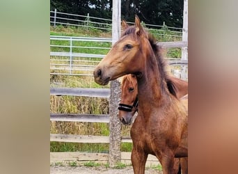 PRE, Stute, , 165 cm, Falbe