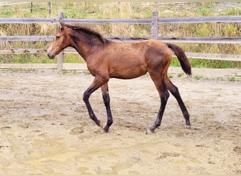 PRE, Stute, , 165 cm, Falbe