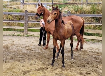 PRE, Stute, , 165 cm, Falbe