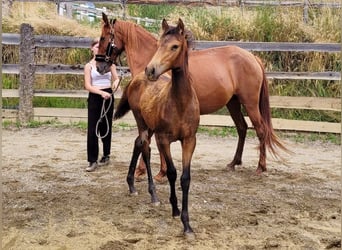 PRE, Stute, , 165 cm, Falbe