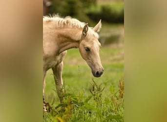 PRE, Stute, Fohlen (05/2025), 165 cm, Palomino