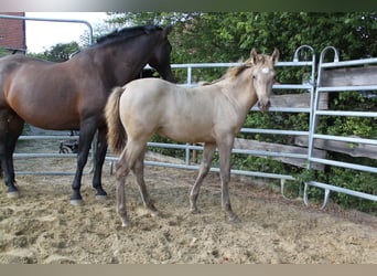PRE, Stute, Fohlen (04/2026), 166 cm, Pearl
