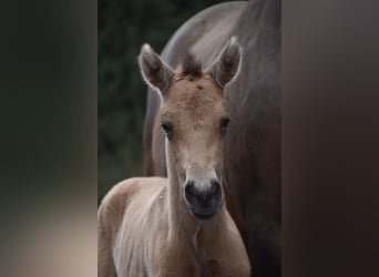 PRE, Stute, Fohlen (02/2026), Buckskin