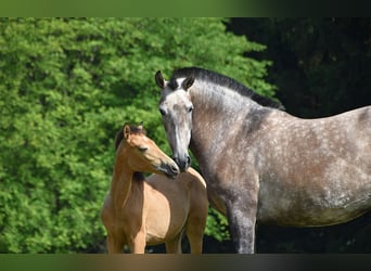 PRE, Stute, Fohlen (03/2025), Buckskin