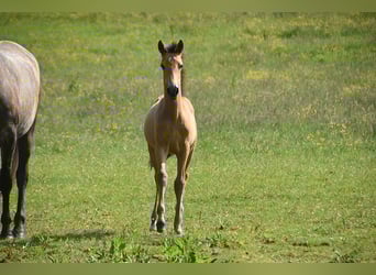 PRE, Stute, Fohlen (03/2025), Buckskin