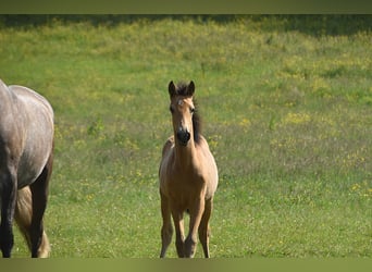 PRE, Stute, Fohlen (03/2025), Buckskin