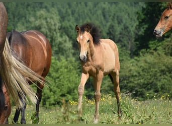 PRE, Stute, Fohlen (03/2025), Buckskin