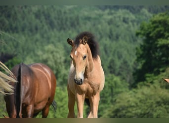 PRE, Stute, Fohlen (03/2025), Buckskin