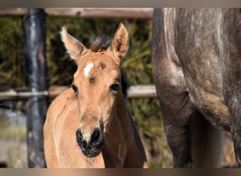 PRE, Stute, Fohlen (03/2025), Buckskin