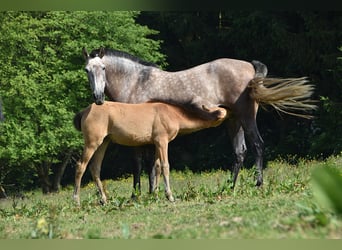 PRE, Stute, Fohlen (03/2025), Buckskin