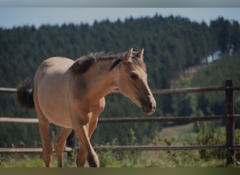 PRE, Stute, Fohlen (04/2025), Buckskin