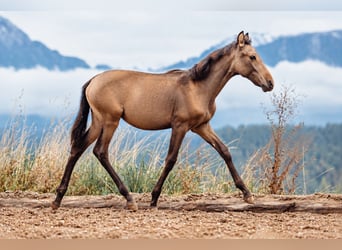 PRE, Stute, Fohlen (03/2026), Buckskin