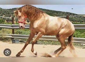 PRE, Stute, Fohlen (03/2026), Buckskin