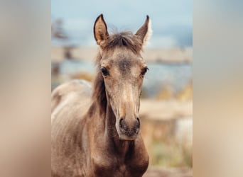 PRE, Stute, Fohlen (03/2026), Buckskin