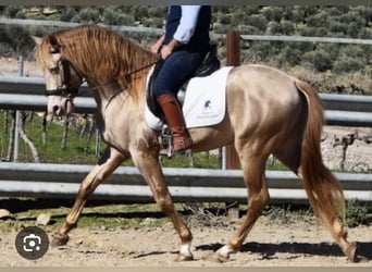 PRE, Stute, Fohlen (03/2026), Buckskin