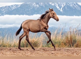 PRE, Stute, Fohlen (03/2026), Buckskin