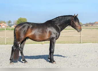 PRE, Stute, , Dunkelbrauner
