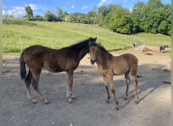 PRE, Stute, , Falbe
