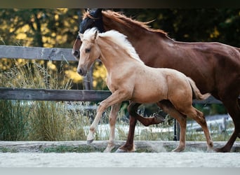PRE, Stute, Fohlen (02/2026), Palomino