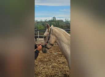 PRE, Stute, Fohlen (01/2025), Palomino