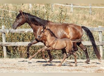 PRE, Stute, Fohlen (08/2026), Rappe