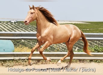 PRE, Stute, Fohlen (01/2025), Rappe