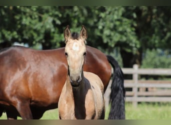 PRE, Unknown, Foal (03/2026), 16 hh