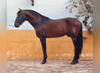 PRE Blandning, Valack, 10 år, 163 cm, Mörkbrun