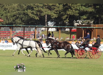 PRE, Valack, 11 år, 165 cm, Grå