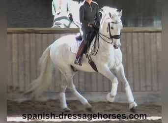 PRE Blandning, Valack, 11 år, 168 cm, Grå